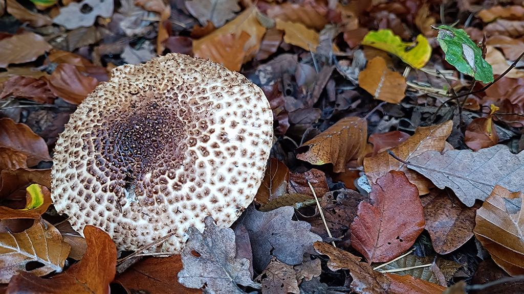 Spitzschuppiger Stachel-Schirmling Spitzschuppiger Stachel-Schirmling