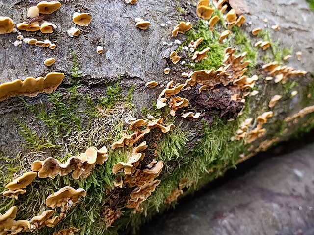 Striegeliger Schichtpilz Striegeliger Schichtpilz