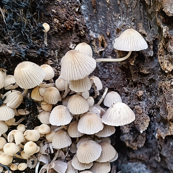 Gesäter Tintling Gesäter Tintling