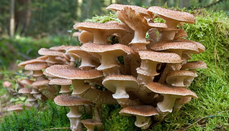 Dunkler Hallimasch Pilz Dunkler Hallimasch