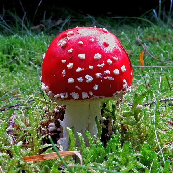 Fliegenpilz Fliegenpilz auf grüner Wiese