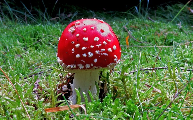 Fliegenpilz Fliegenpilz auf grüner Wiese