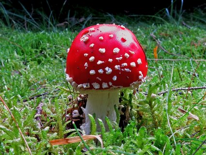 Fliegenpilz Fliegenpilz auf grüner Wiese