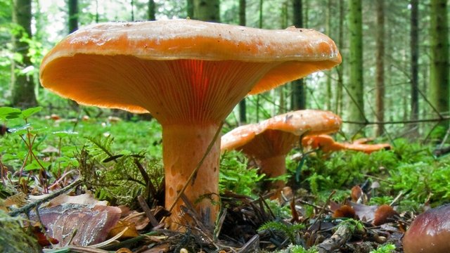Edelreizger Pilz Edelreizger
