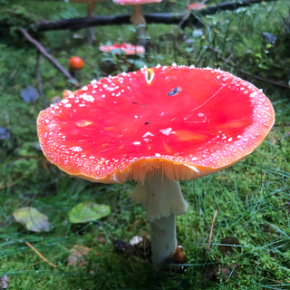 Fliegenpilz Fliegenpilz auf Waldboden