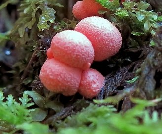 Blutmilchpilz kleiner Blutmilchpilz am Waldboden