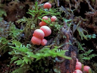 Blutmilchpilz kleiner Blutmilchpilz am Waldboden
