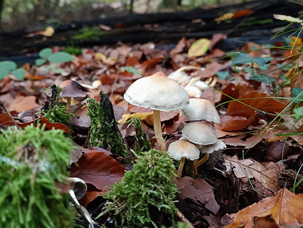 Büschelliger Mürbling Büschelliger Mürbling