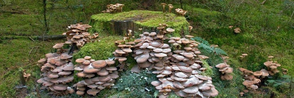 Gelbstieliger Muschelseitling Pilz Gelbstieliger Muschelseitling