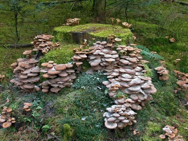 Gelbstieliger Muschelseitling Pilz Gelbstieliger Muschelseitling