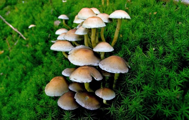 Grünblättriger Schwefelkopf Pilz Grünblättriger Schwefelkopf