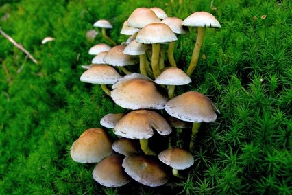 Grünblättriger Schwefelkopf Pilz Grünblättriger Schwefelkopf