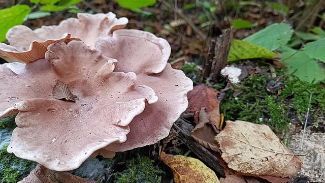 Laubholz-Knäueling Laubholz-Knäueling